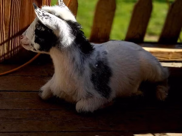बकरी, Nigerian dwarf goats