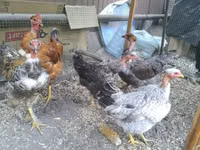 Chickens — फ़ोटो 4