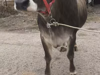 بقرة, Swiss cattle — الصورة 2