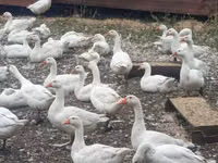 Geese — फ़ोटो 2