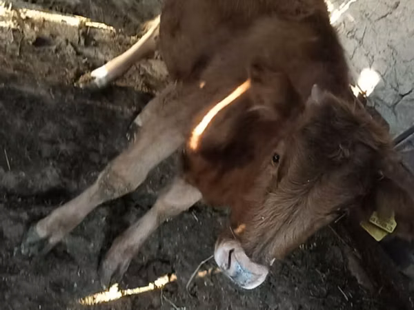 母牛, Cattle