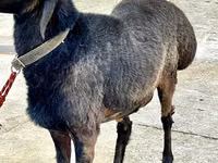 Carnero, Arashan sheep — foto 4