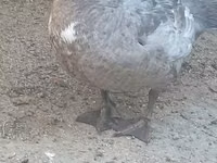 मुलार्ड — फ़ोटो 6