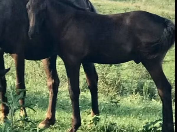 حصان, Rocky Mountain Horse