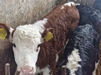 Cattle (batch, sex not specified), Simmental cattle — photo 1