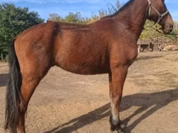 Horse (M), Horses