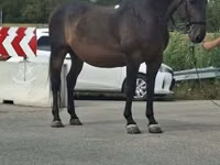 Caballo, Caballos — foto 1