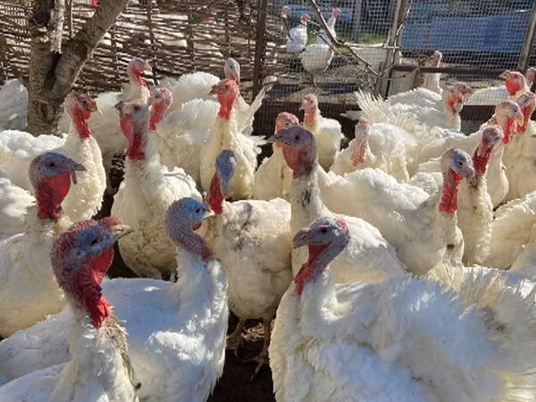 Turkeys