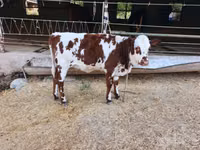 Cow, Simmental cattle — photo 3
