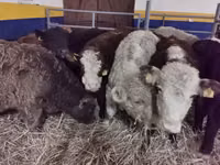 Cattle (batch, sex not specified), Hereford — photo 2