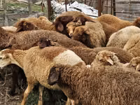 أغنام (دفعة، الجنس غير محدد), Karabakh sheep — الصورة 4