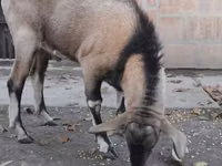 बकरा, Nubian Goat — फ़ोटो 1