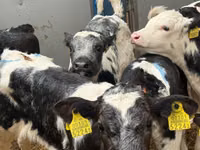 Үхэр (бүлэг, хүйс заагаагүй), Simmental cattle — 6 зураг