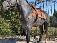 Адуу, Hanoverian — 1 зураг