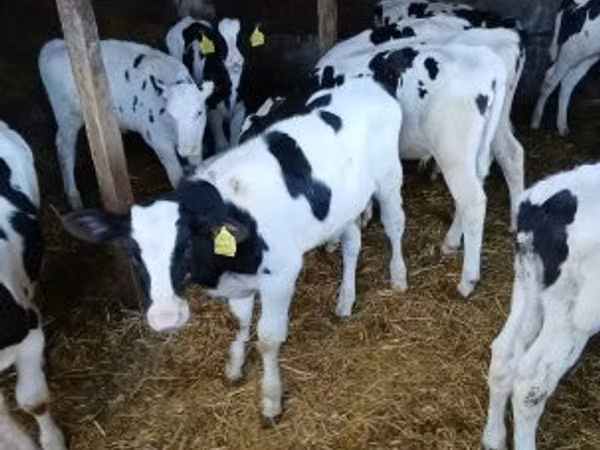 公牛, Holstein breed