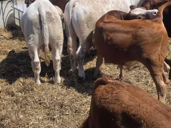 Bulle, Limousin-Kuh