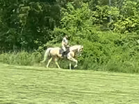 Адуу, Racking Horse — 1 зураг