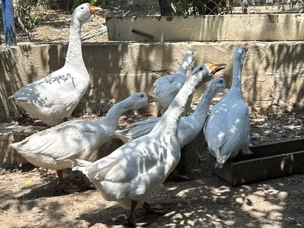 Кубань