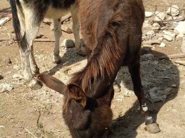 Caballos (lote, sexo no especificado), Caballos