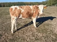 Үнээ, French Simmental cattle — 1 зураг