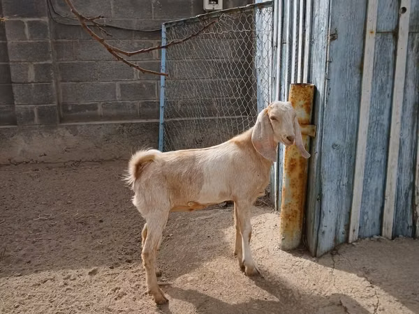 Cabra, Kamori goats