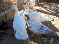 Ducks — 照片 4