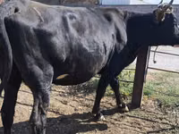 母牛, Holstein breed — 照片 6