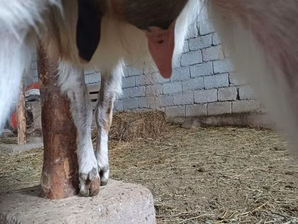 تيس, Beetal goats