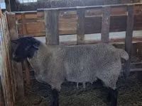 كبش, White Suffolk sheep — الصورة 2