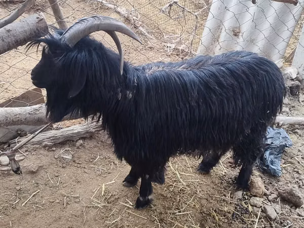 母山羊, Dagestan coarsewool goat