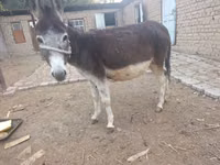 घोड़ी, घोड़े — फ़ोटो 1