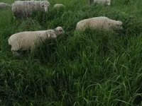 Widder, Merino sheep — Foto 4