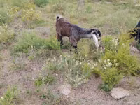 Ovejas (lote, sexo no especificado), Ovejas — foto 4
