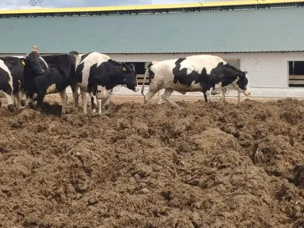 Үнээ, Russian Black pied cattle