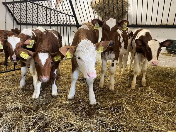 Cow, Simmental cattle