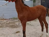 公马, Budyonny horse — 照片 5