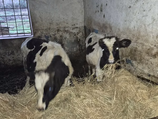ثور, Russian Black pied cattle