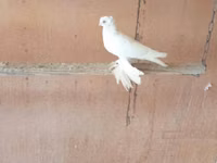 وايت — الصورة 1