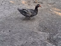 Ducks — Foto 8