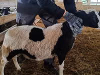 Carnero, Baerchuke sheep — foto 3