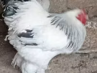 Brahma — Foto 4