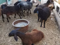 Ram, Arabi sheep — photo 4