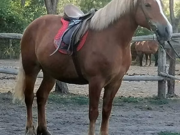 Азаргагүй морь, Haflinger
