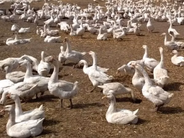 Geese