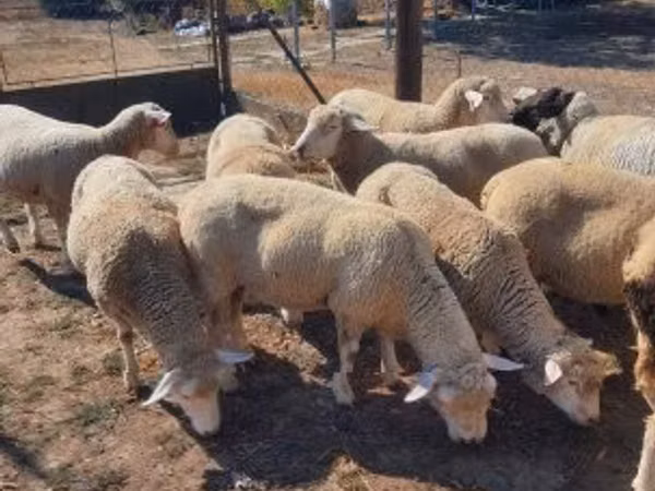 Carnero, Ile-de-France sheep