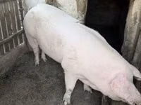 मादा सूअर — फ़ोटो 6