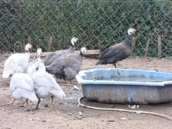 Guinea fowl