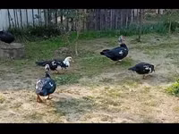 Ducks — Foto 2