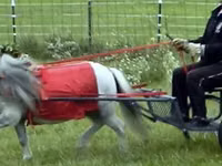 Horse (M), Miniature horse — photo 6
