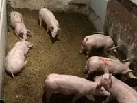 Verro — foto 8